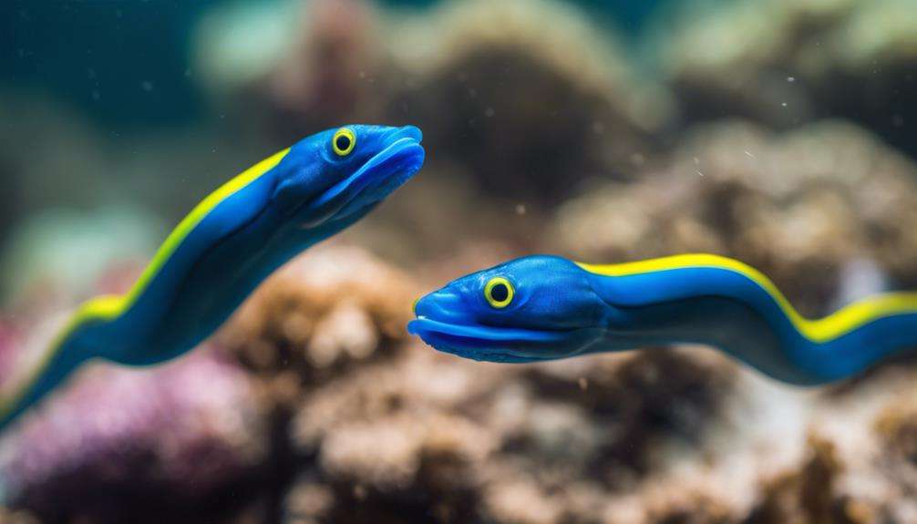 color changing ribbon eels