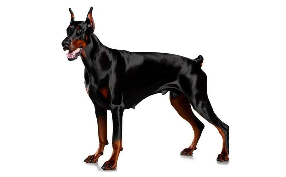 dobermann elegance and protection