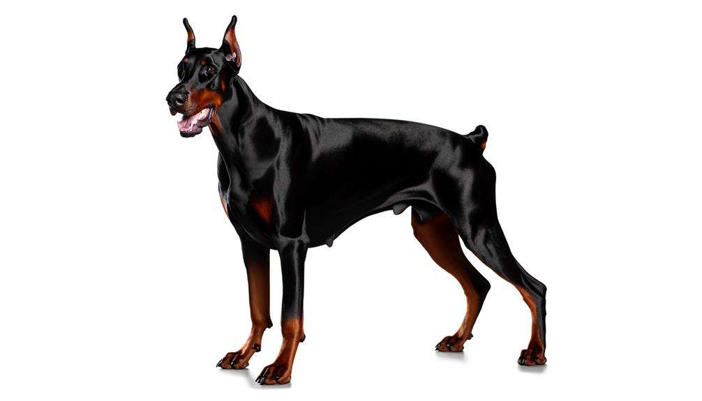 dobermann elegance and protection