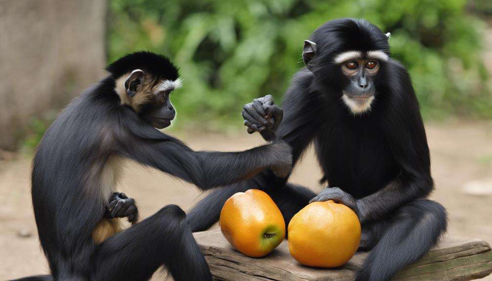 caring for a spider monkey